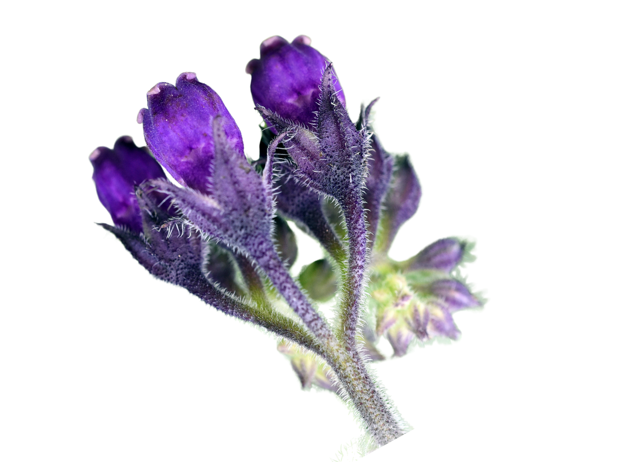 allantoin used for calming skin redness